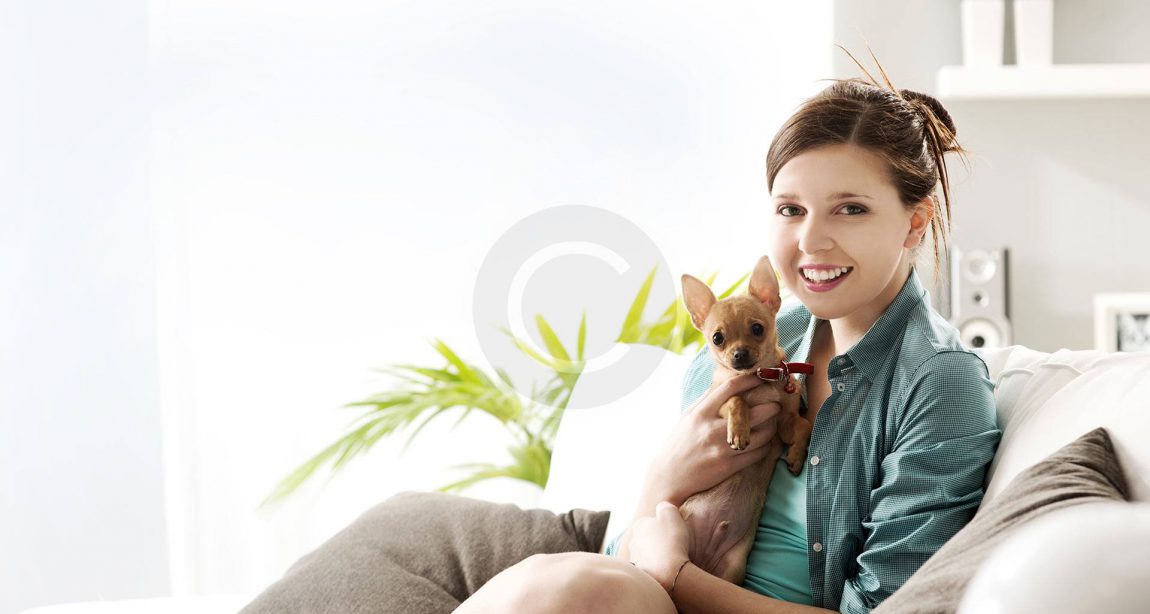 petclub_1.jpg