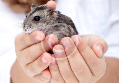 7 Small Pets for You
