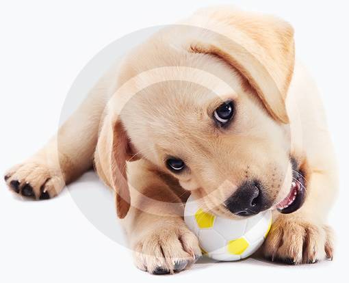 pets3.jpg
